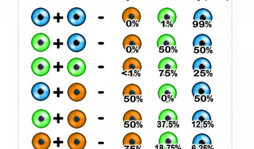 Bebe Quelle Sera La Couleur De Ses Yeux Michils Opticiens