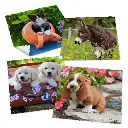 collection-microfibre-bebes-animaux-1.webp